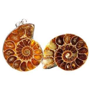 古生物化石马达加斯加天然斑彩螺化石叶菊石化石标本科普教学标本