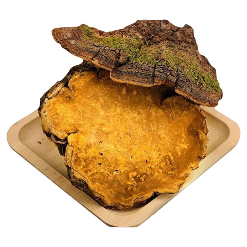 桑黄中药材正品100g/250/500克官方旗舰店西藏特产野外桑树茶泡水