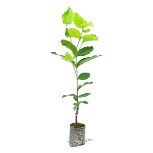 莲雾树苗黑金刚庭院地栽大叶红莲雾黑糖芭比果树果苗飞弹莲雾