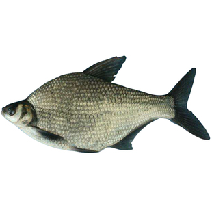 特大鳊鱼苗柳叶鳊三角鳊杂交鳊武昌鱼长身鲂养殖淡水活体鱼苗包邮