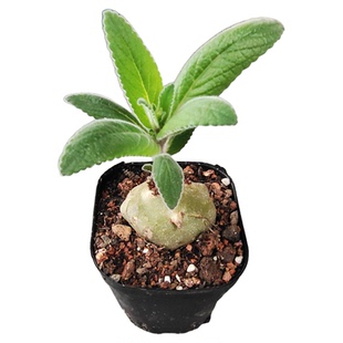 白花断崖女王块根植物盆栽 白香岩桌面绿植Sinningia leucotricha