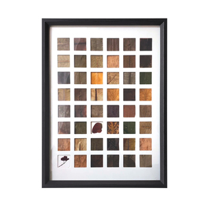 落叶相框24 48宫格树叶标本画框手工diy捡秋相框树叶收集创意装饰