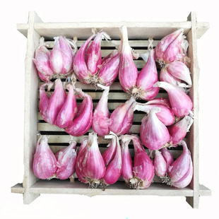 红葱头种盆栽火葱四川小香葱大个四季种植炸葱油酥卤肉饭干葱种头