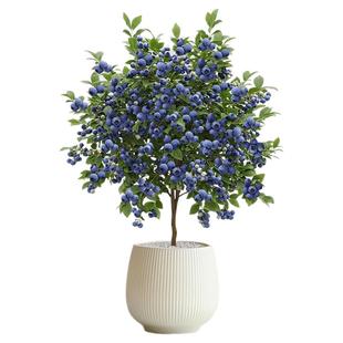 L25蓝莓树果苗盆栽F6南方北方种植特大号果树苗四季结果蓝莓苗