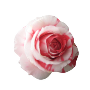 吉普赛女郎茶花玫瑰扦插嫁接进口新品种树苗庭院室外大红名贵大朵