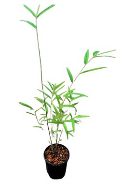 内门竹室内观叶绿植台湾正宗品种