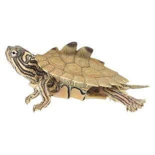 黑瘤地图苗密西西比宠物龟观赏龟剃刀龟深水龟鱼缸混养小乌龟活物