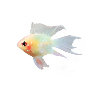 金波子阿凡达凤凰鱼短鲷鱼皮卡丘宝蓝球热带观赏鱼活体小型淡水鱼