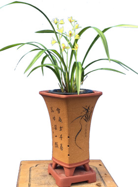 名贵兰花夏皇梅浓香建兰八大品