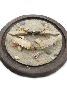 真实螃蟹标本强壮菱蟹