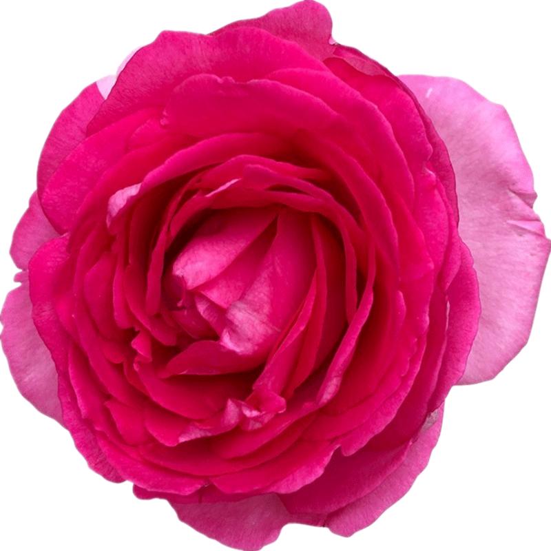 大花月季大游行藤本花卉淡香薔薇花苗帶花苞中苗拱門柵欄爬藤植物