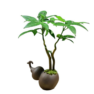 发财树盆栽室内盆景绿植客厅桌面四季常青好养乔迁装饰植物摆件