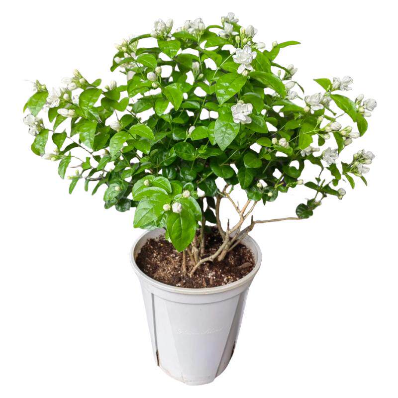 【精品茉莉花盆栽】带花苞发货~