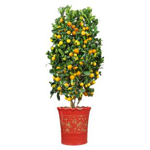 四季金桔盆栽带果年宵花新年开业乔迁金桔大型室内客厅招财四季桔