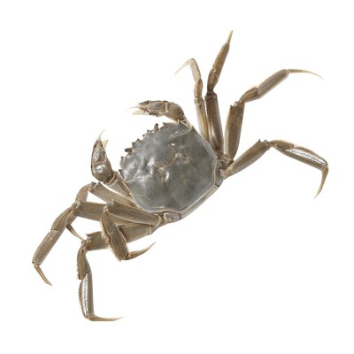 100只鲜活活蟹河蟹油炸小螃蟹