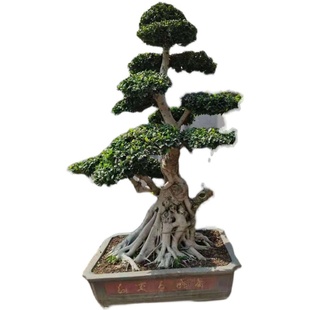 大型榕树盆景 园林别墅大树 提根小叶人参榕树老桩造型盆景发财树