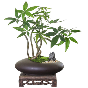 五福发财树盆栽室内喜庆植物办公桌茶几禅意绿植盆景乔迁开业摆件