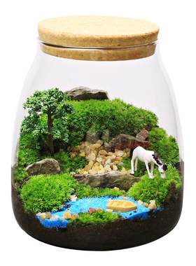 水滴苔藓植物盆栽景观生态室内