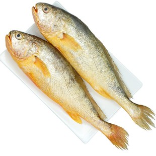 黄花鱼新鲜冷冻深海大黄鱼生鲜海鲜水产小黄鱼鲞鲜活海鱼整箱商用