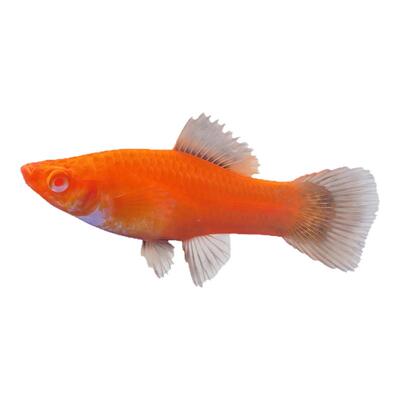 红白剑红箭鱼红剑鱼淡水金鱼红色鱼发财鱼新手耐养观赏鱼小型活鱼