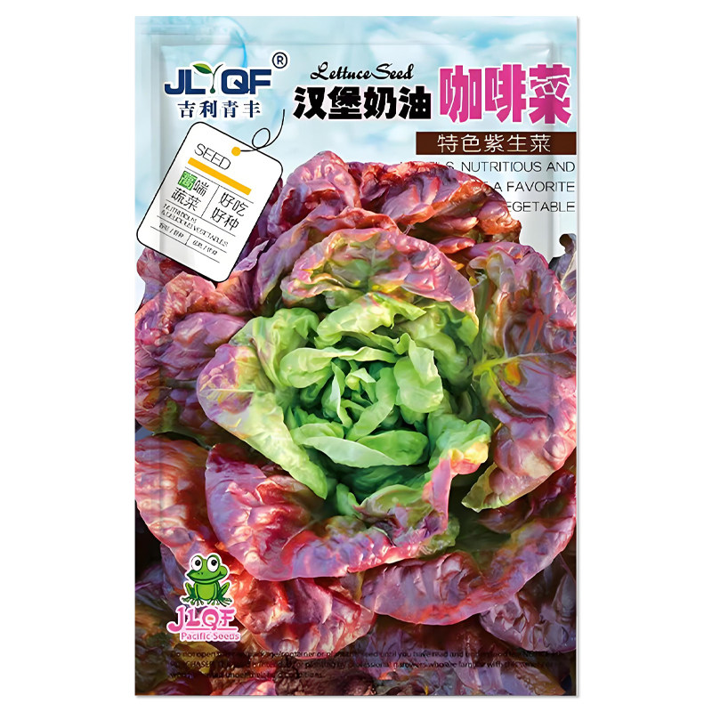 汉堡奶油咖啡菜生菜种子