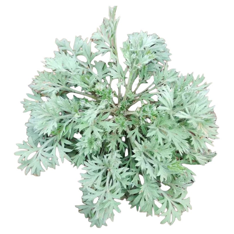 茵陈苗白蒿苗新鲜野菜老根绵茵陈