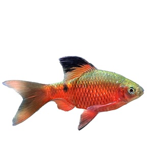 大帆玫瑰鲫低温鱼冷原生鱼溪流鱼缸造景小型观赏鱼活新手好养闯缸