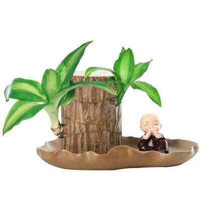 巴西木大号幸运木格鲁特水培植物桌面办公室盆栽客厅老桩绿植花卉