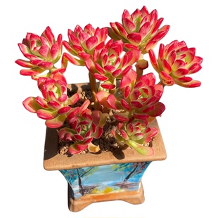 多肉红稚莲多肉植物大颗好养室内盆栽肉肉多肉稀有品种多肉小盆栽