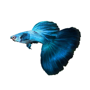 循鱼MrWang安德拉斯双剑精品孔雀鱼热带鱼凤尾鱼淡水鱼纯种进口