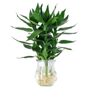 富贵竹水培植物观音竹带根花卉绿植绿萝室内盆栽转运竹子水养好养