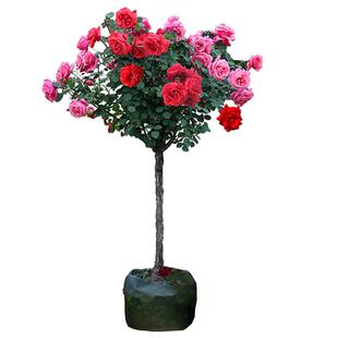 玫瑰花树苗盆栽棒棒糖树状月季花阳台庭院特大花浓香四季花卉植物