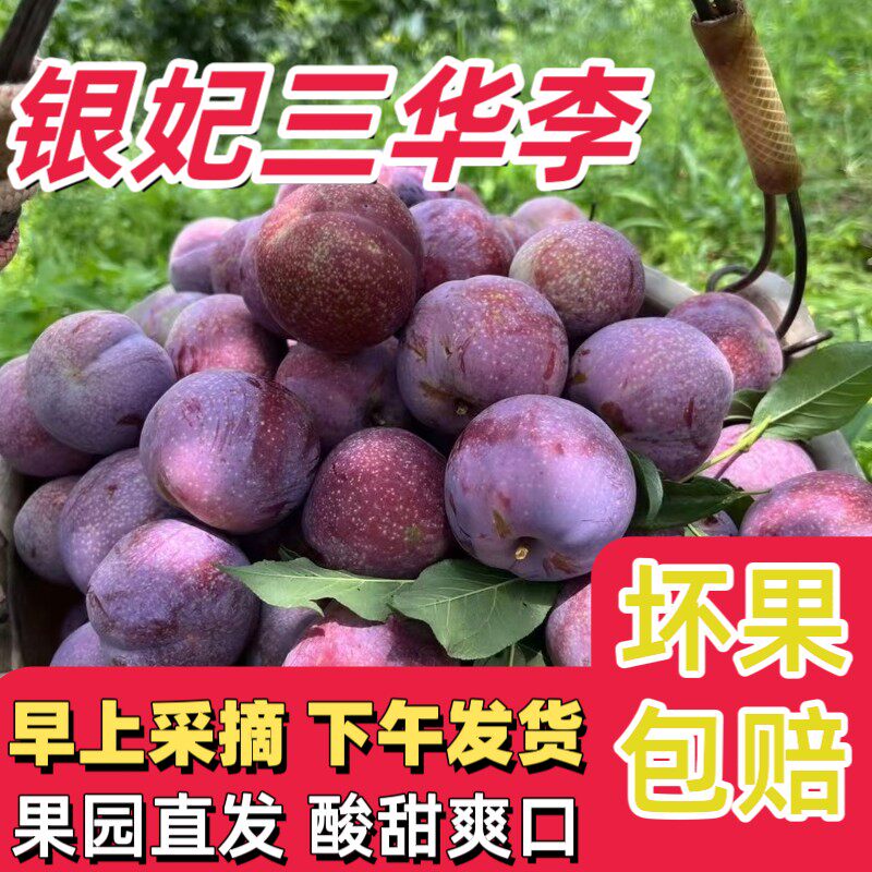 只卖精品果正宗广东钱排银妃三华李新鲜采摘酸脆爽口红心李子
