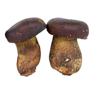 【老一生鲜】黑牛肝菌新鲜  500g 新鲜食用菌牛肝菌