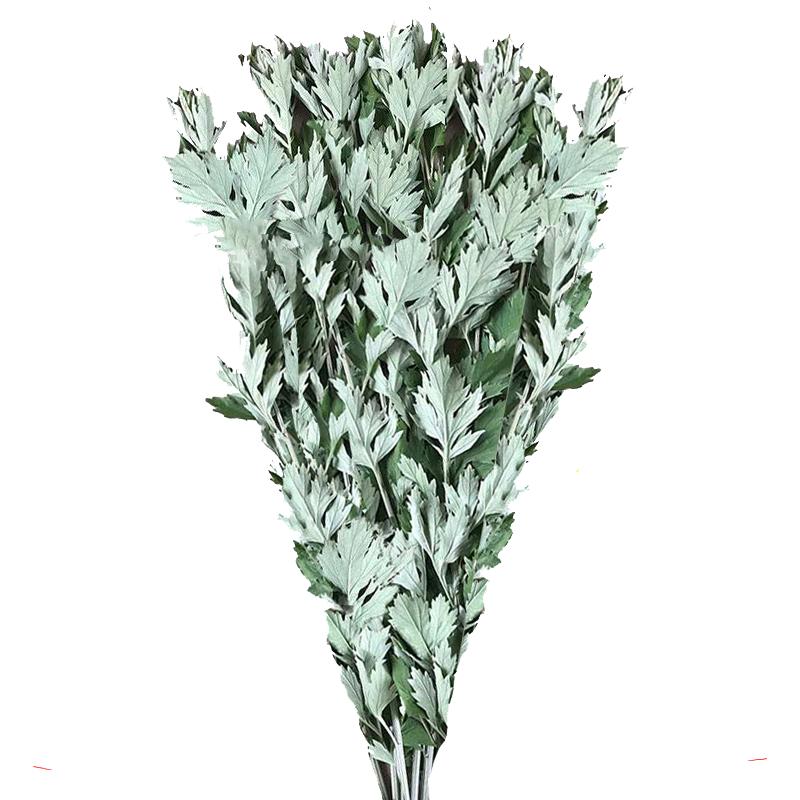 新鲜艾草端午节整棵挂门驱蚊新鲜大叶艾草菖蒲中药材整株艾蒿泡脚