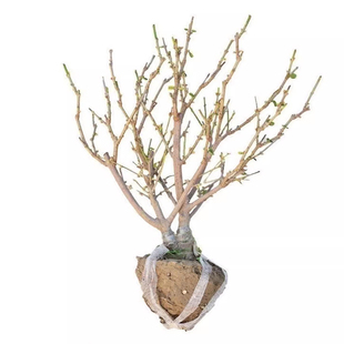 梅花树苗庭院红梅风景树名贵景观老桩冬天耐寒地栽植物腊梅花盆栽