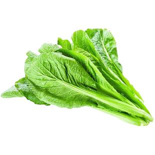 无渣甜春菜四季甜春菜种籽小白菜香芥菜耐寒热阳台盆栽四季播蔬菜