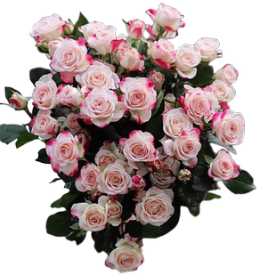 折射泡泡玫瑰花苗月季盆栽多季开花丰花条纹钻石玫瑰月季耐寒花卉