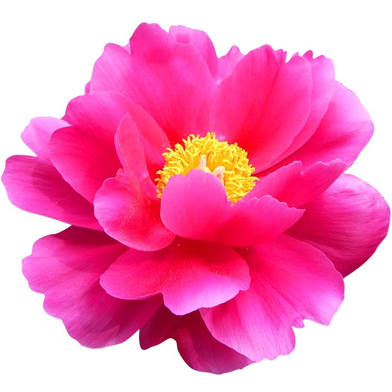 多年生四季阳台盆栽庭院花种籽子