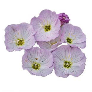 月见草花苗小苗花种子籽苗美丽四季种开花多年生庭院阳台盆栽易活