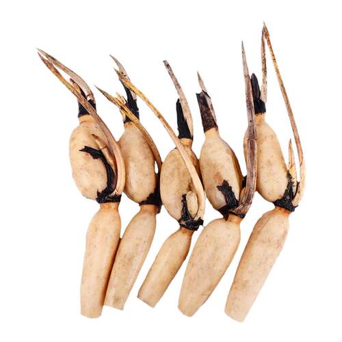 食用莲藕种苗种根池塘高产大型食用莲藕荷花苗种子观赏藕苗莲藕苗