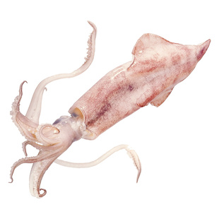 鱿鱼冷冻新鲜活鱿鱼海鲜硬皮鱿鱼整只海捕烧烤铁板鱿鱼2斤装