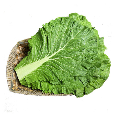 东北大白菜饭包叶新鲜现发