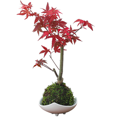 红枫树苔藓球盆景摆件绿植