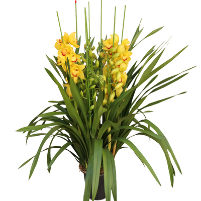 优质兰花实惠带花苞原盆原土