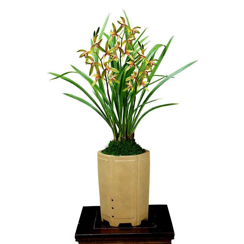 四季建兰花苗小桃红开花机器带花浓香好养老种七彩丹霞花卉绿植物