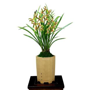 四季建兰花苗小桃红开花机器带花浓香好养大凤素老种七彩丹霞花卉