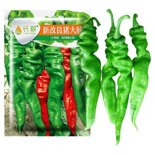 大果螺丝椒辣椒种子秧苗香辣青椒巨型陇椒春夏秋四季高产辣椒种籽