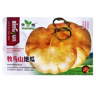 水果地瓜牧马山种籽早熟高产凉薯种子沙葛凉瓜土瓜种农家蔬菜种孑