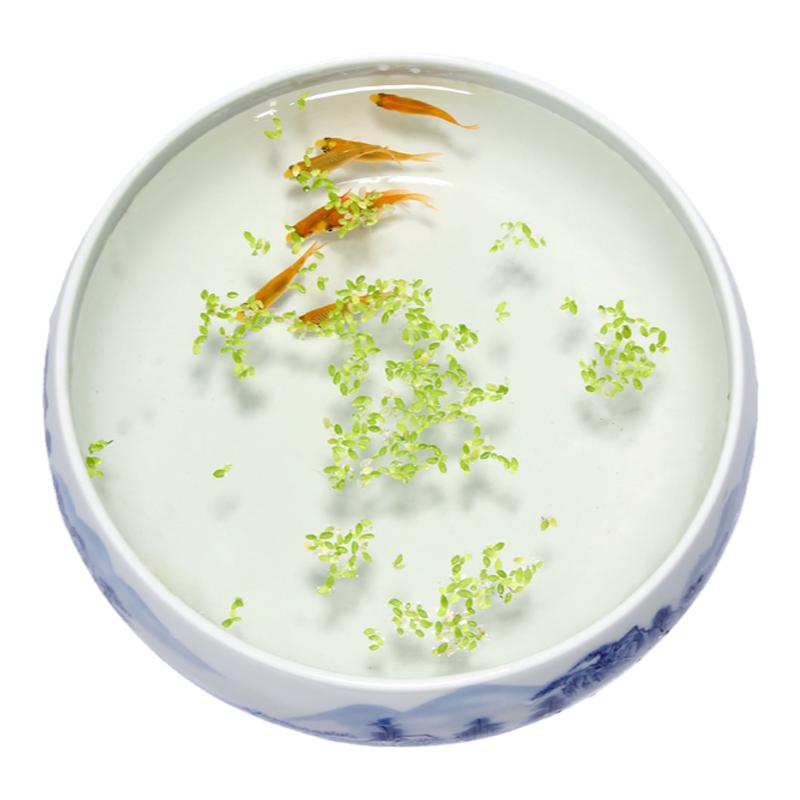 小青萍除油膜迷你浮萍芝麻萍水晶虾缸小青萍水草吸收NO3亚硝酸盐